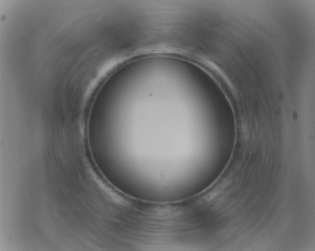 X0000076391416200610202053