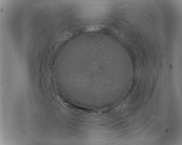 X0000076391441200610202052