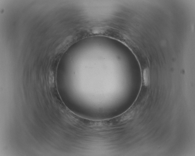 X0000076391443200610202052