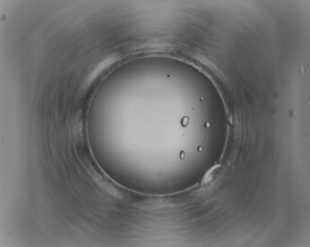 X0000076391450200610202052