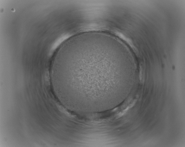 X0000076391453200610202052