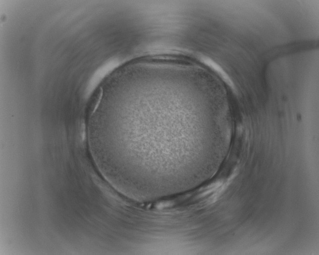 X0000076391461200610202052