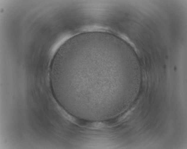 X0000076391463200610202052