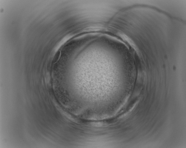 X0000076391465200610202052