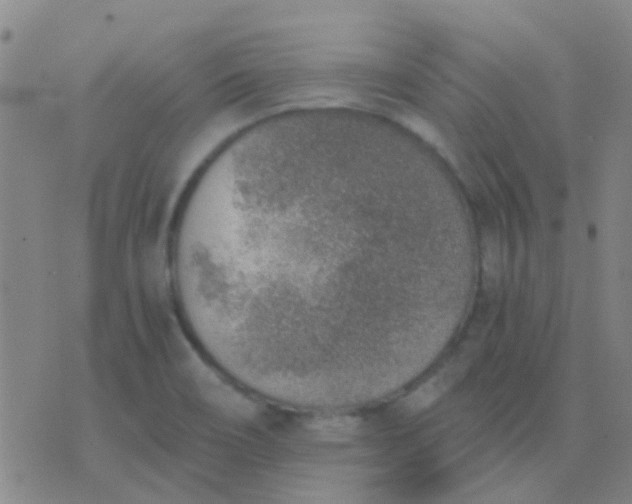 X0000076391466200610202052