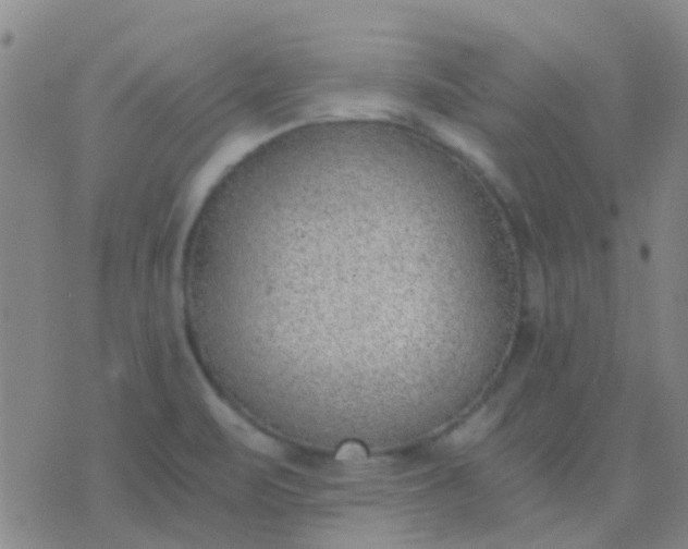 X0000076391471200610202052