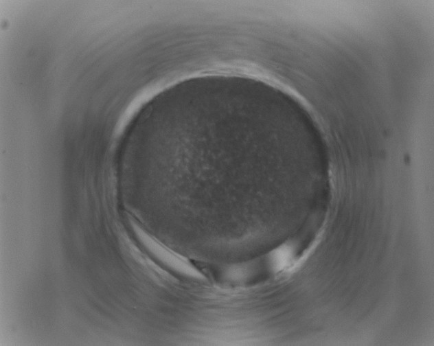 X0000076391506200610202051