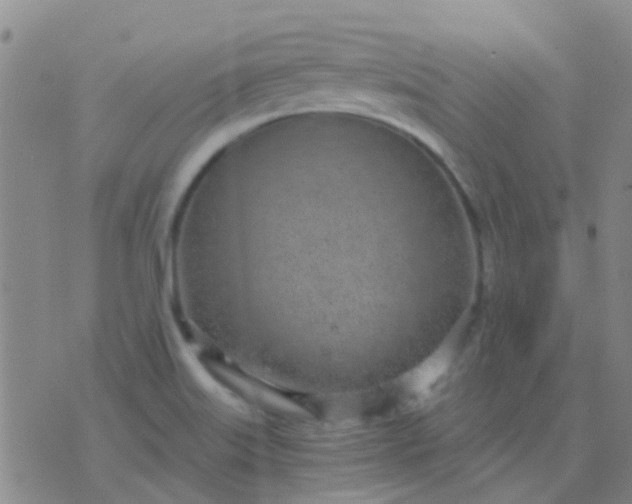 X0000076391515200610202051