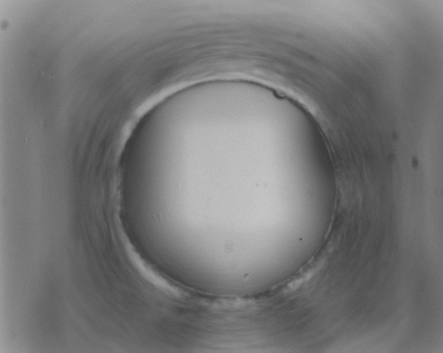 X0000076391526200610202051