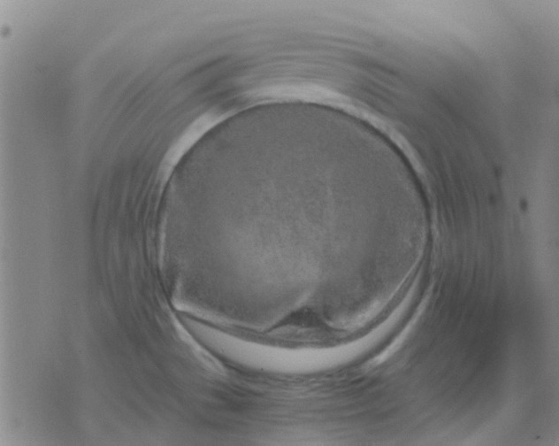 X0000076391529200610202052