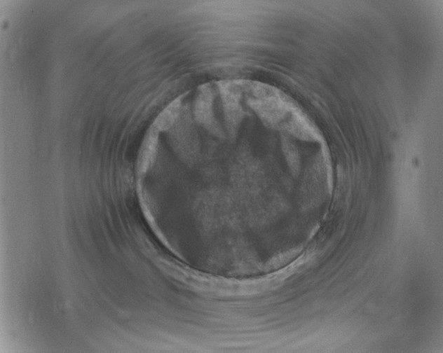 X0000076390048200610271604