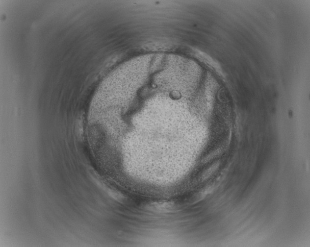 X0000076390065200610271603