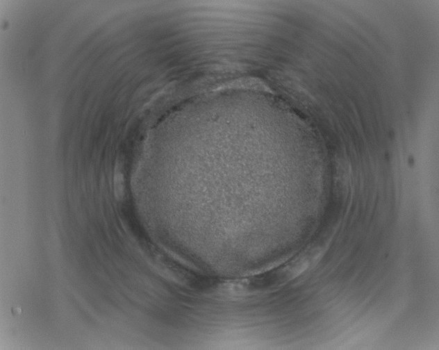 X0000076390080200610271603