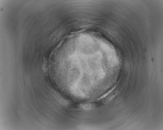 X0000076390181200610271602