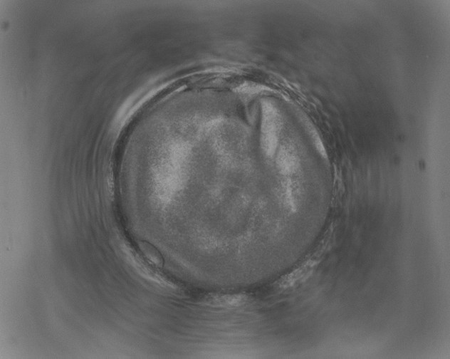 X0000076390247200610271600