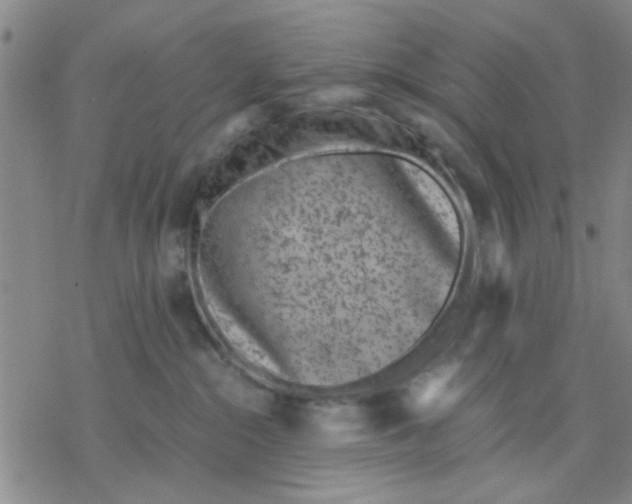 X0000076390284200610271600