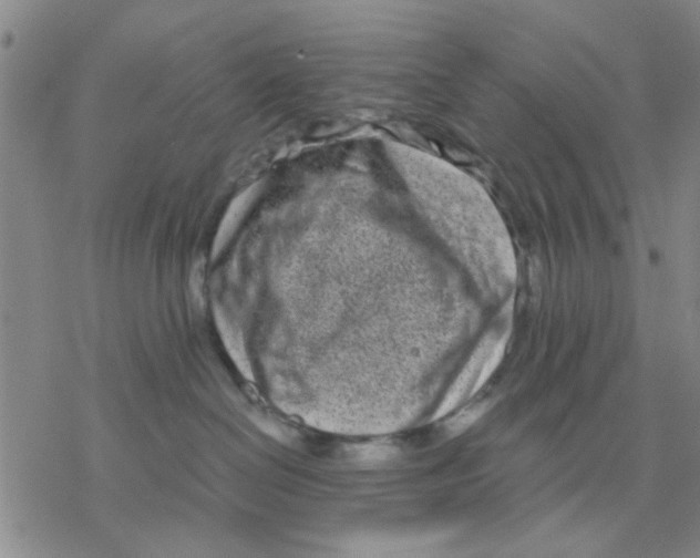 X0000076390286200610271600