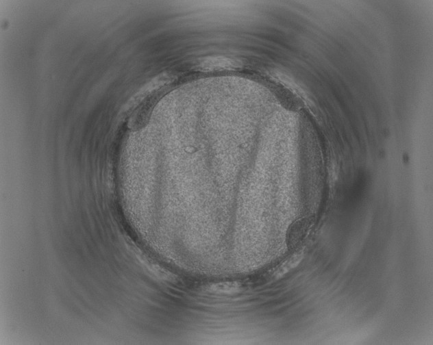 X0000076390353200610271558