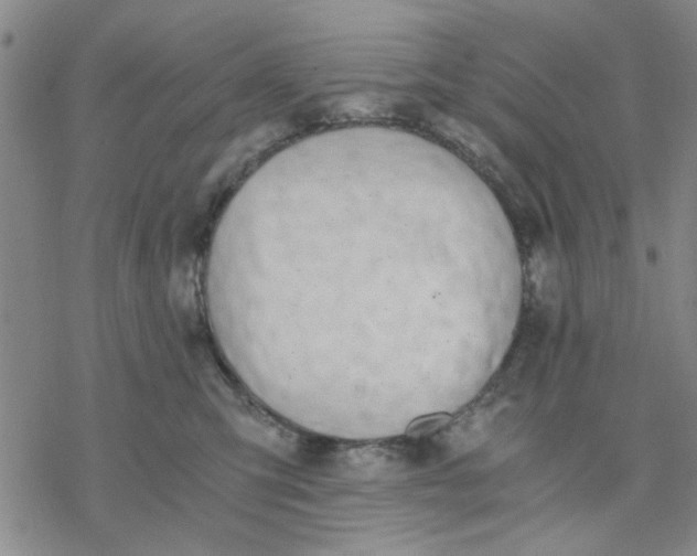 X0000076390423200610271557