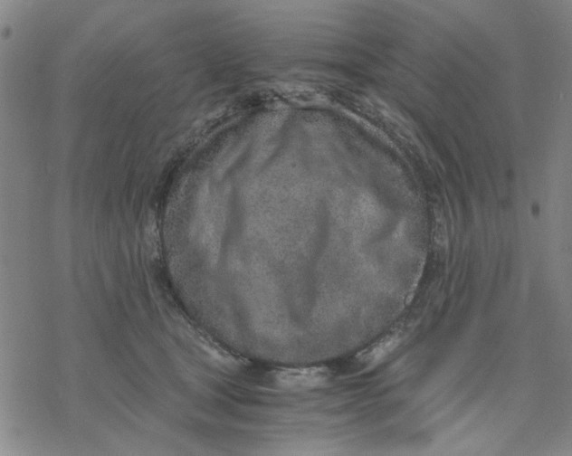 X0000076390465200610271557