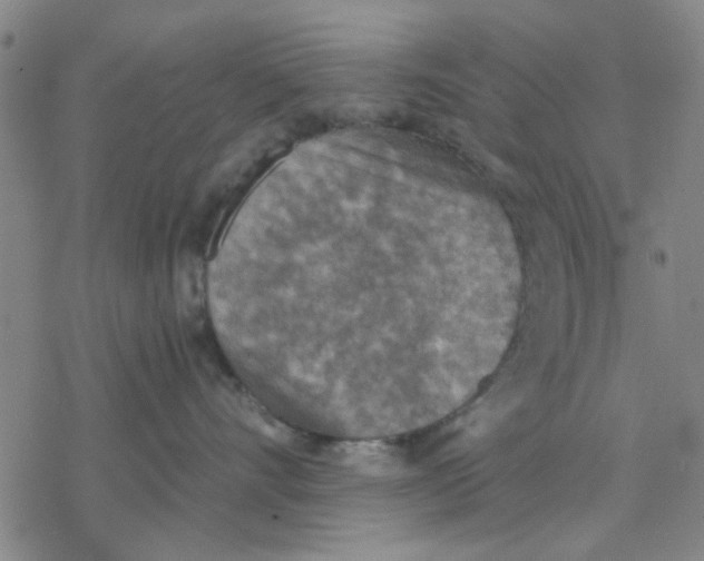 X0000076390528200610271556