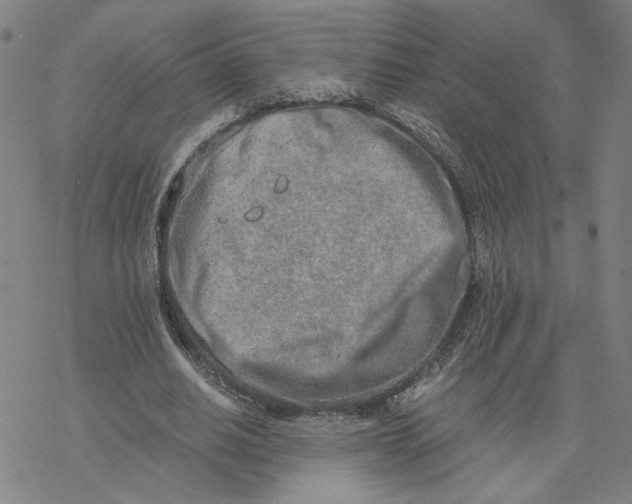 X0000076390630200610271554