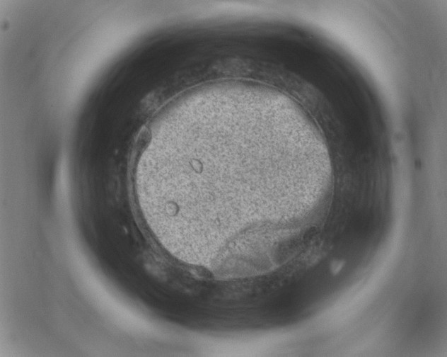 X0000076390765200610271553