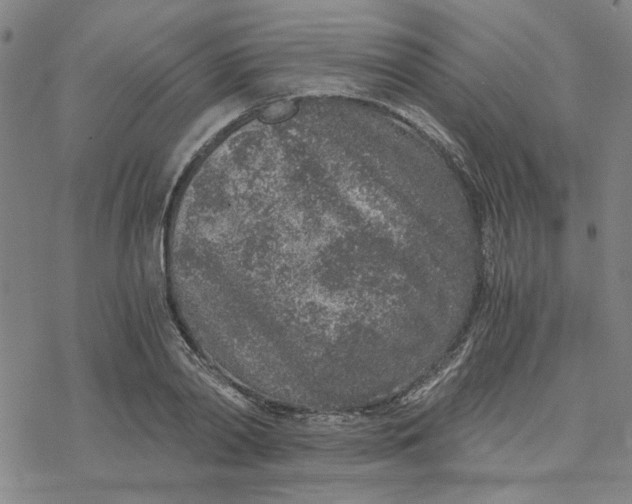 X0000076390790200610271552