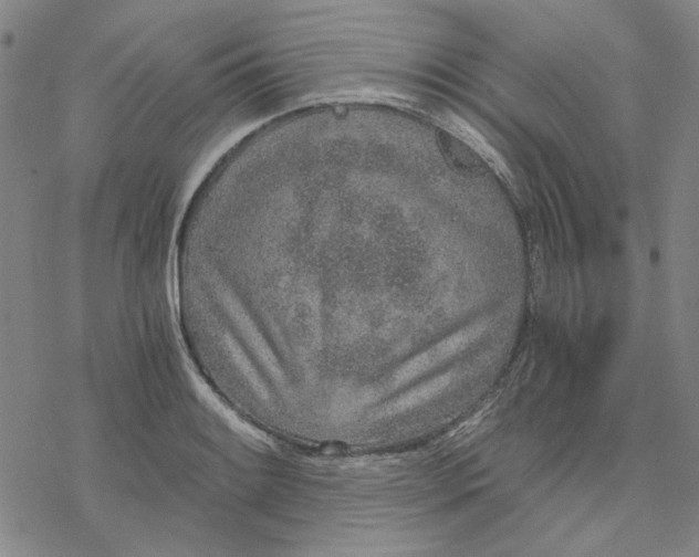 X0000076391084200610271547