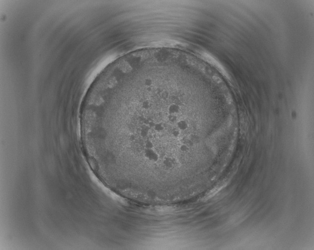 X0000076391095200610271547