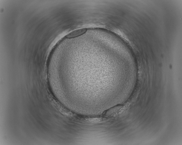 X0000076391173200610271545