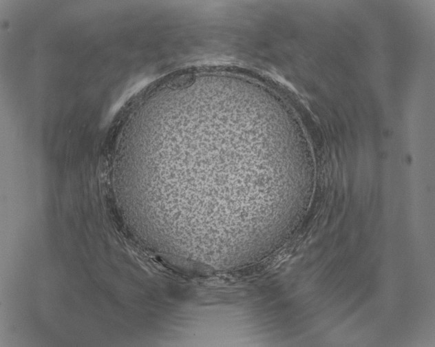 X0000076391255200610271544