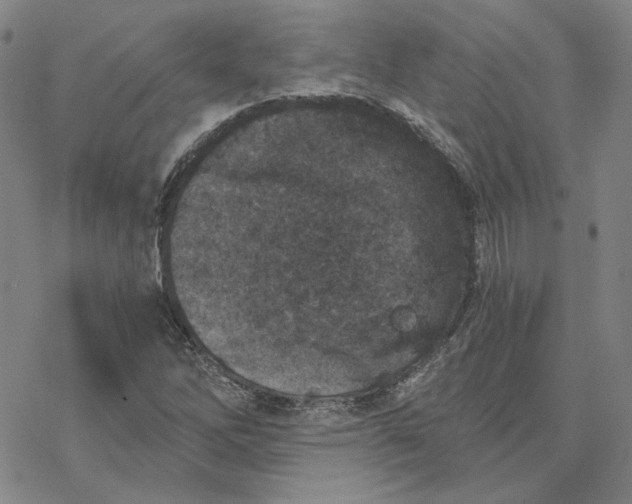 X0000076391262200610271544