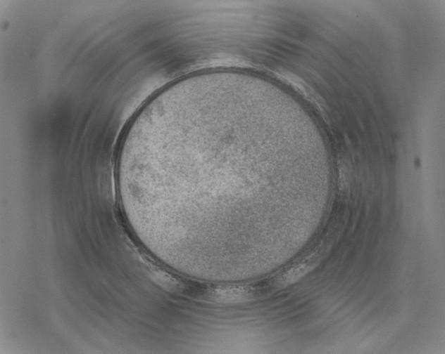 X0000076391274200610271544