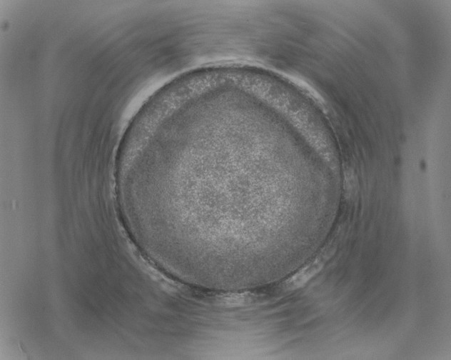 X0000076391279200610271544