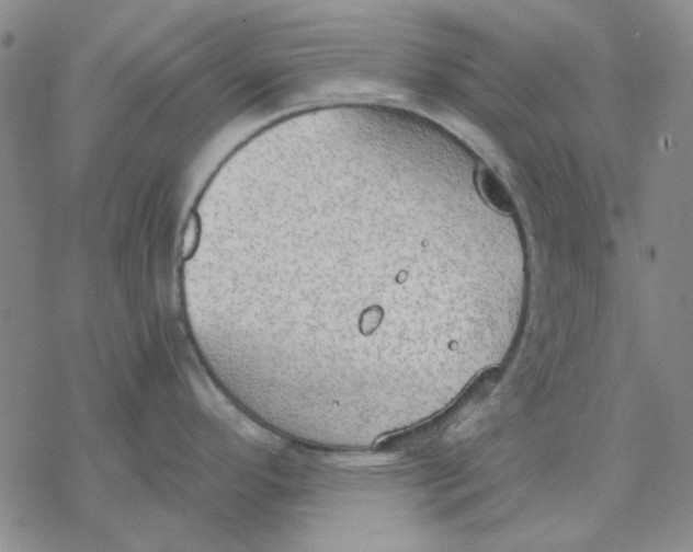 X0000076391296200610271543