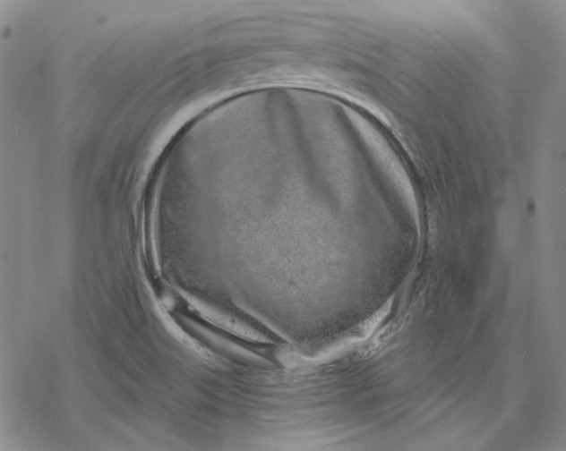 X0000076391515200610271540