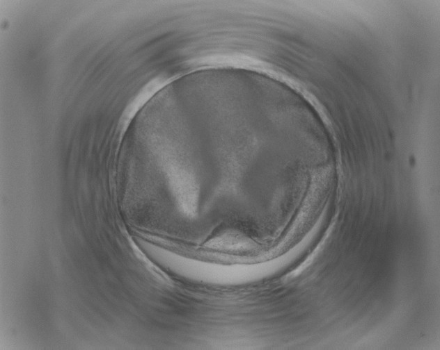 X0000076391529200610271540