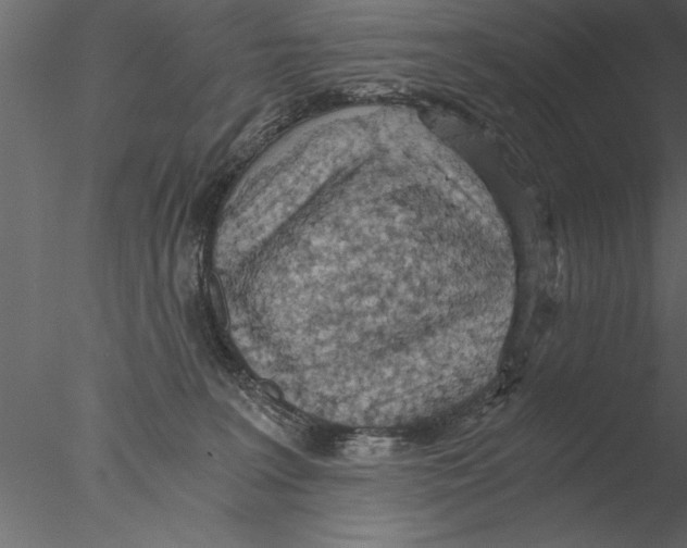 X0000076390227200611031703