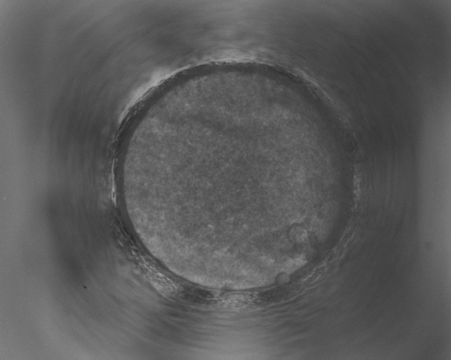 X0000076391262200611031646