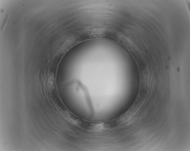 X0000076400083200610161216