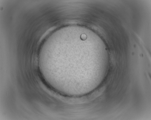 X0000076400016200610202141