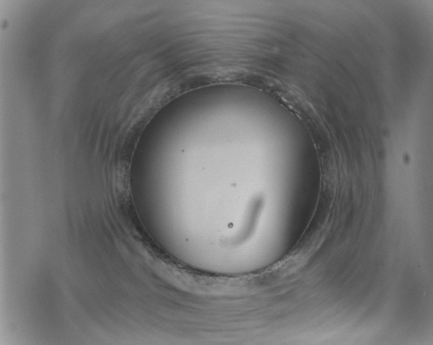 X0000076400044200610202141