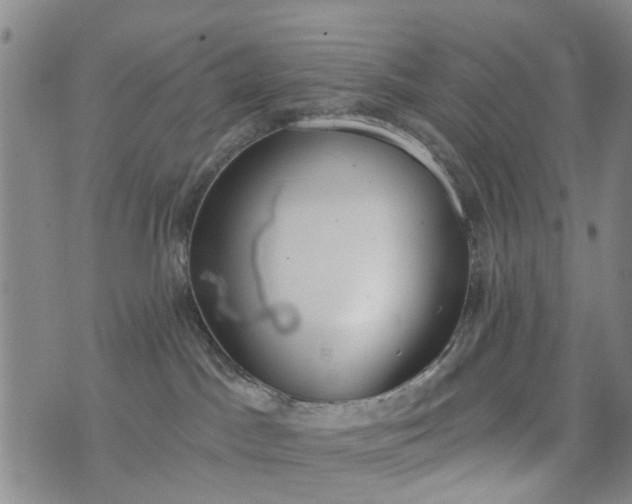 X0000076400045200610202141