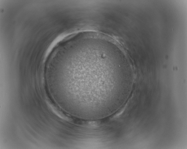 X0000076400056200610202140