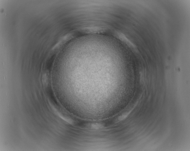 X0000076400165200610202139