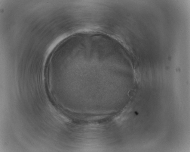 X0000076400196200610202138