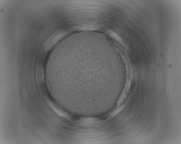 X0000076400205200610202138