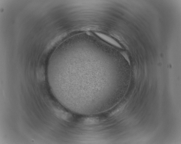 X0000076400303200610202137