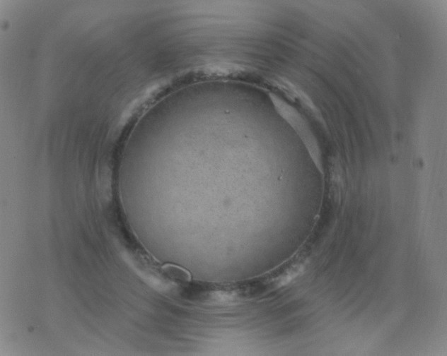 X0000076400496200610202133